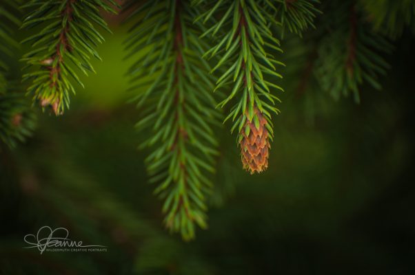 baby-pine-cone-1428960489-jpg
