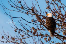 perched-eagle-at-sunrise-1-1420301528-jpg