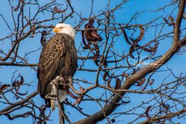perched-eagle-at-sunrise-2-1420301794-jpg
