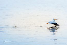 skipping-pelican-1420302085-jpg