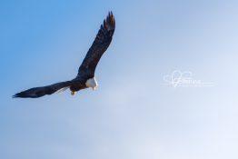 soaring-eagle-1420301311-jpg