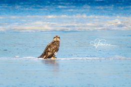 young-eagle-on-ice-1420301147-jpg