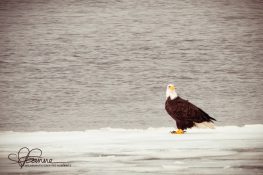 bald-eagle-1394583277-jpg