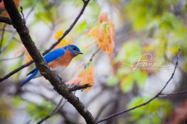 eastern-bluebird-1369183888-jpg