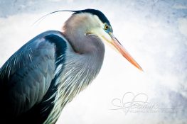 great-blue-heron-1369181117-jpg