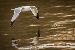 seagull-in-flight-1420302296-jpg