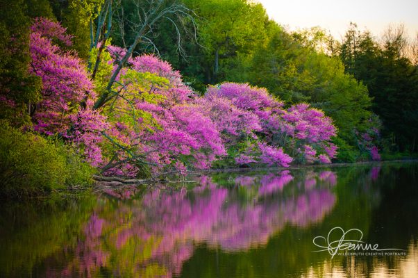 spring-on-the-lake-1369183747-jpg