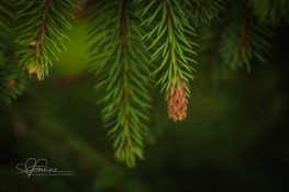 baby-pine-cone-1428960489-jpg