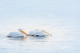 pelican-trio-1420301963-jpg